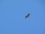 SX23122 Buzzard (Buteo buteo).jpg